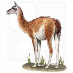 Guanaco illustration
