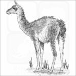 Guanaco