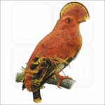 Guianan cock-of-the-rock illustration
