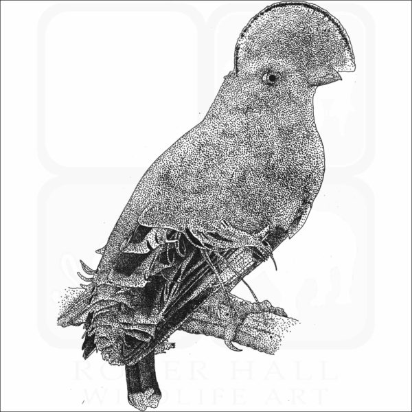 Guianan cock-of-the-rock