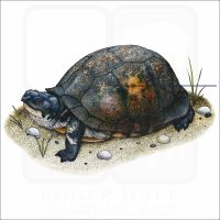 Gulf Coast Box Turtle illustration