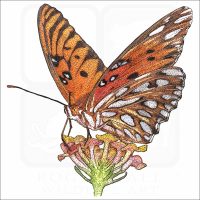 Gulf Fritillary Butterfly illustration