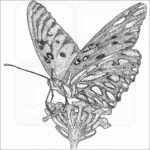 Gulf Fritillary Butterfly