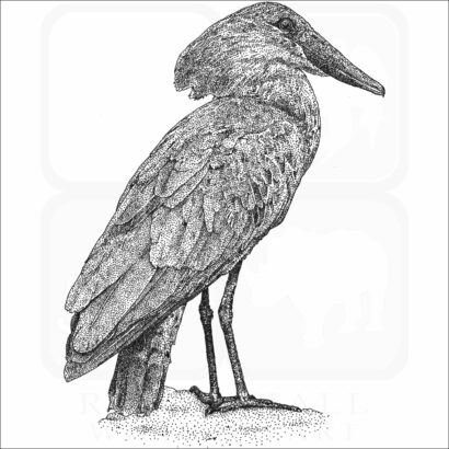Hamerkop