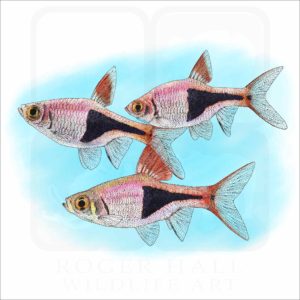Harlequin Rasbora Fish illustration
