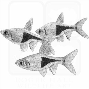 Harlequin Rasbora Fish