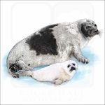Harp Seal illustration