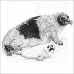 Harp Seal and young