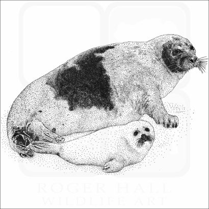 Harp Seal and young