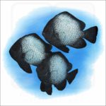 Hawaiian Dascyllus illustration