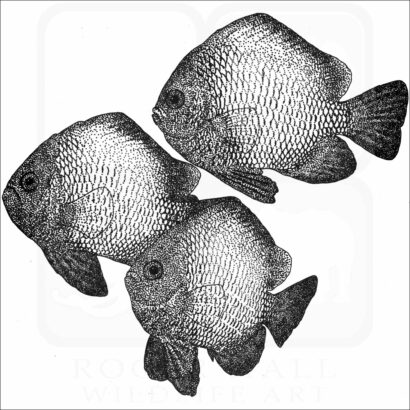 Hawaiian Dascyllus