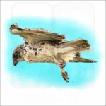 Hawaiian Hawk illustration