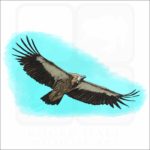 Himalayan Griffon Vulture illustration