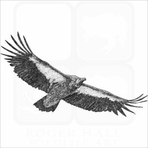 Himalayan Griffon Vulture