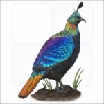 Himalayan Monal illustration