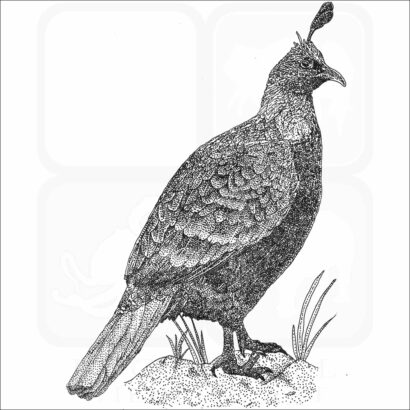 Himalayan Monal