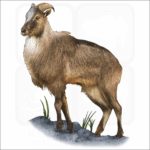 Himalayan Tahr illustration