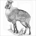 Himalayan Tahr