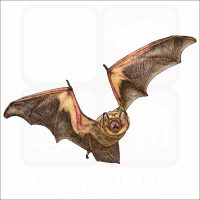 Hoary Bat illustration