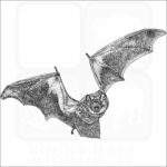 Hoary Bat