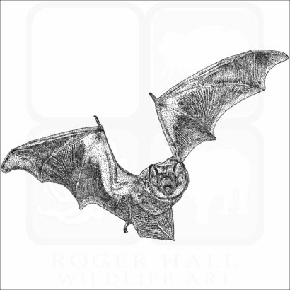 Hoary Bat