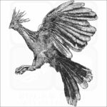 Hoatzin