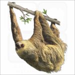 Hoffmann's Two-Toed Sloth illustration