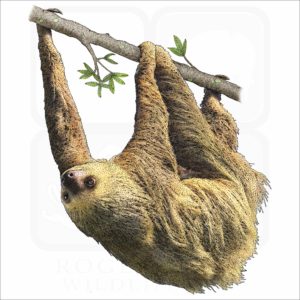 Hoffmann's Two-Toed Sloth illustration