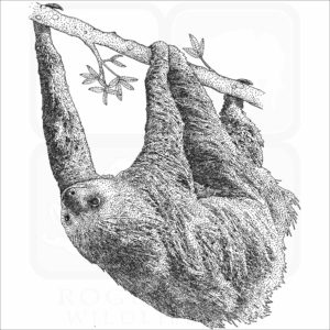 Hoffmann's Two-Toed Sloth