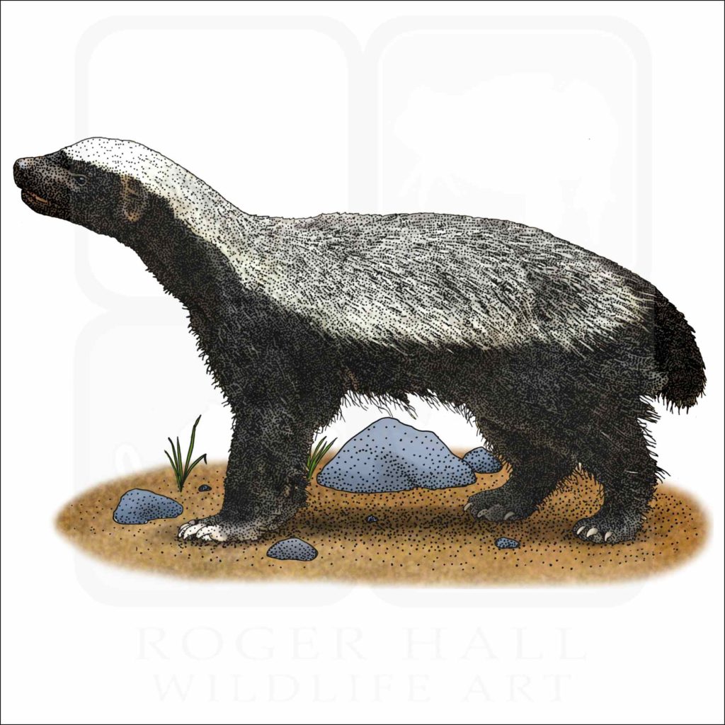 Honey Badger- Signed Fine Art Print – inkart