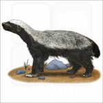 Honey Badger illustration