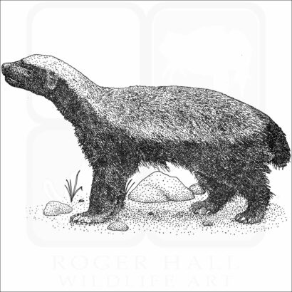 Honey Badger