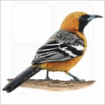 Hooded Oriole illustration