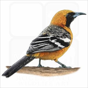 Hooded Oriole illustration