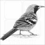 Hooded Oriole
