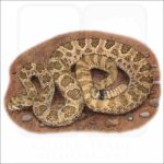 Hopi Rattlesnake illustration