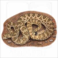 Hopi Rattlesnake illustration