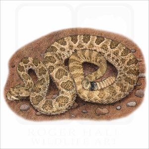 Hopi Rattlesnake illustration