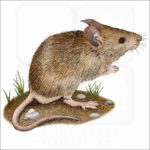 House Mouse illustration