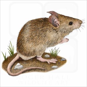 House Mouse illustration