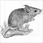 House Mouse