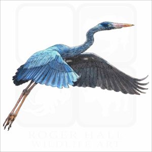 Humblot's Heron illustration