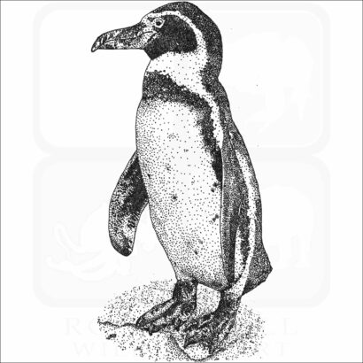 Humboldt Penguin