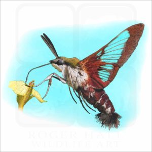 Hummingbird Clearwing Moth illustration