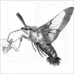 Hummingbird Clearwing Moth