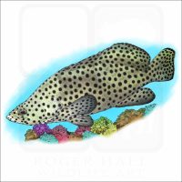 Humpback Grouper illustration