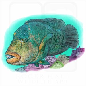 Humphead Wrasse illustration