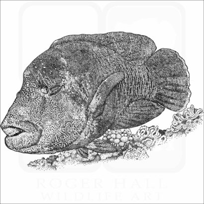 Humphead Wrasse
