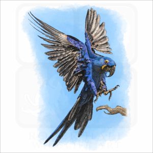 Hyacinth Macaw illustration