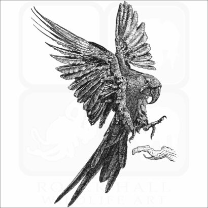 Hyacinth Macaw